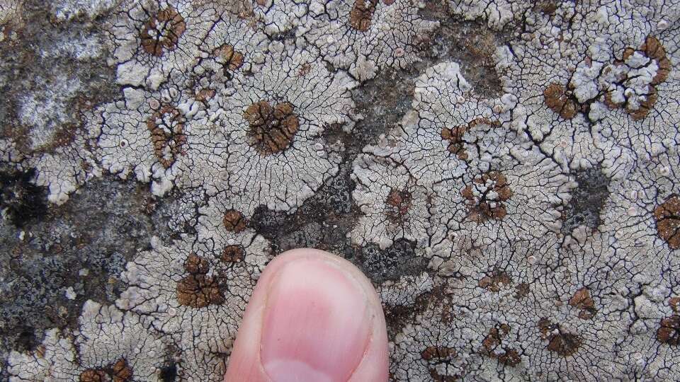 Image of bullseye lichen