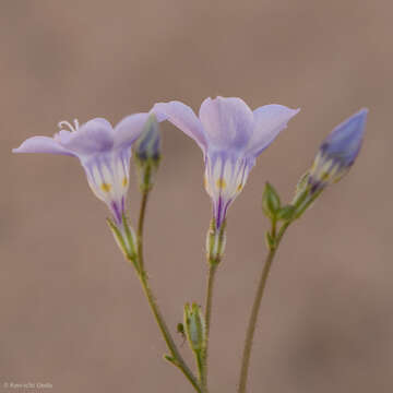 Image of hollyleaf gilia