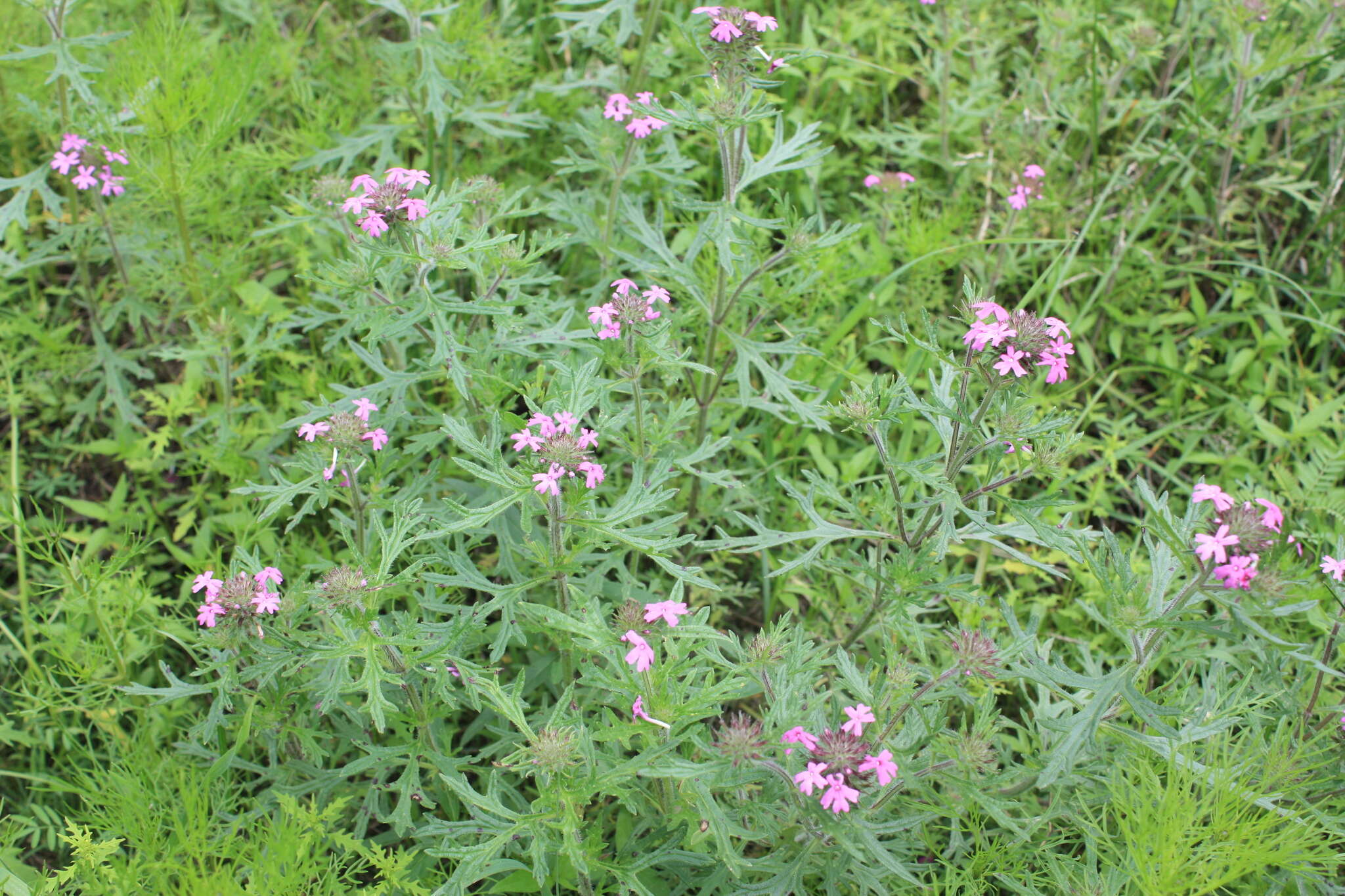 Image of Chiricahua Mountain mock vervain