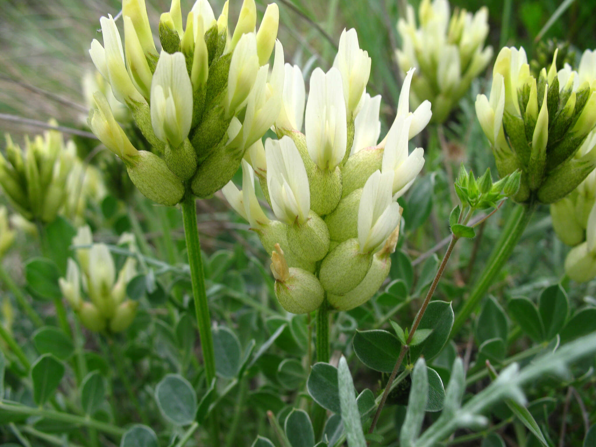 Image of Astragalus calycinus Bieb.