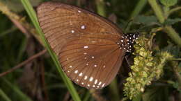 Image of <i>Euploea <i>modesta</i></i> modesta