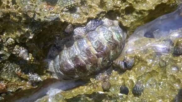 Image de Acanthopleura granulata (Gmelin 1791)