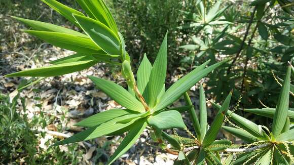 Sivun Leucopogon verticillatus R. Br. kuva