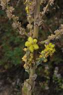 Image of Verbascum songaricum Schrenk