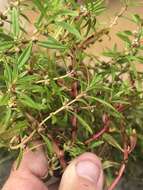 Image of lowland rotala