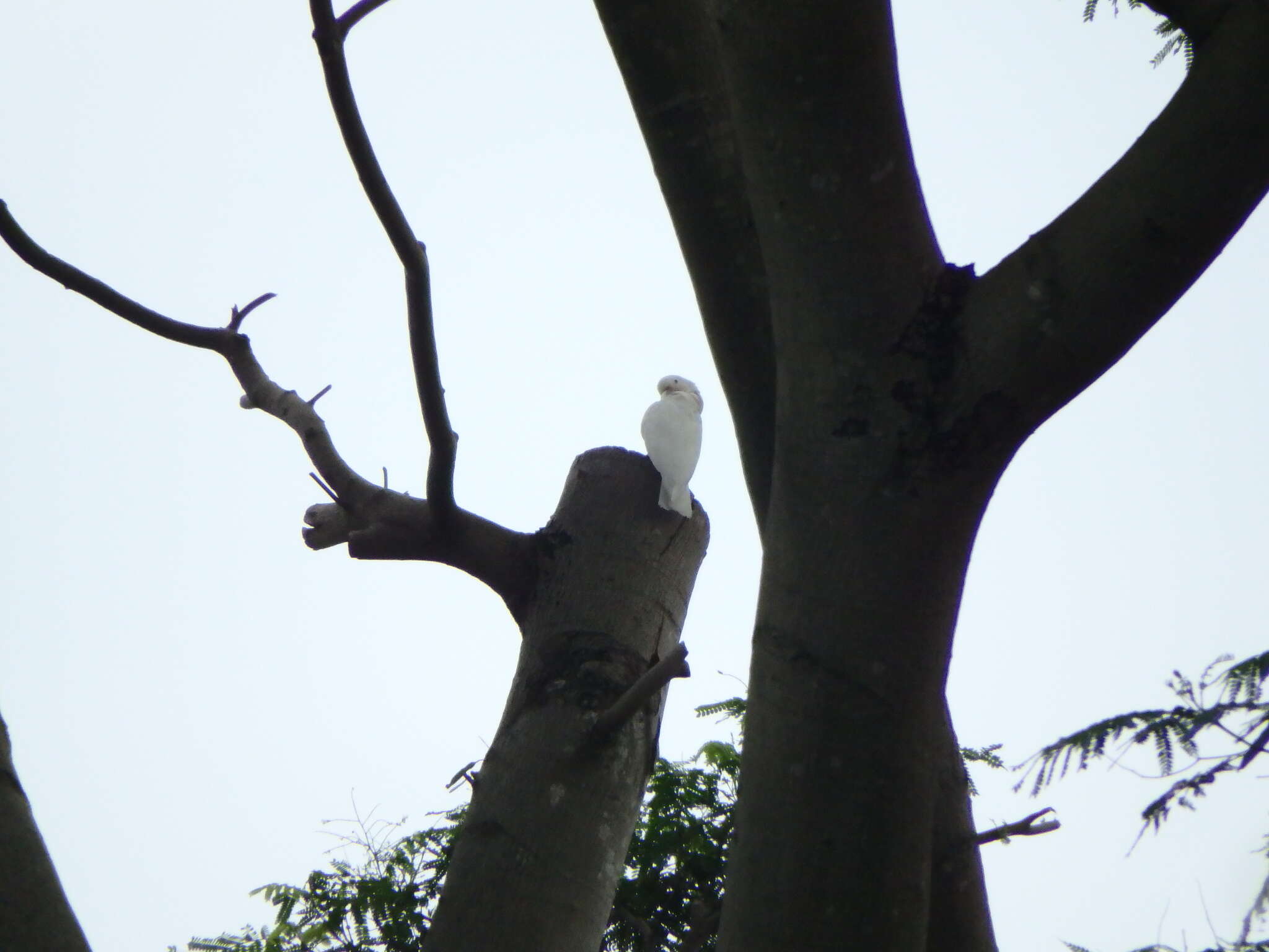 Image of Goffin's Cockatoo