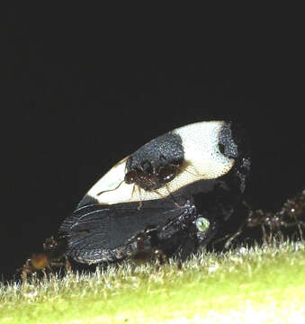 Image of Folicarina bicolor Sakakibara 1992