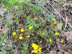 Image of Potentilla heptaphylla L.