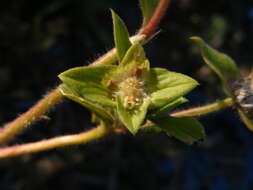 Image of tropical Mexican clover