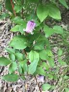 Imagem de Clematis reticulata Walt.