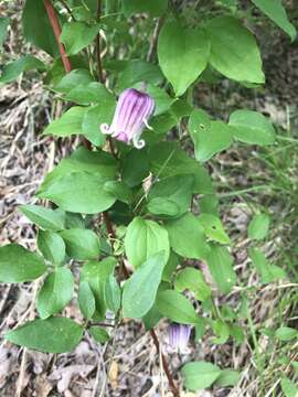 Image de Clematis reticulata Walt.