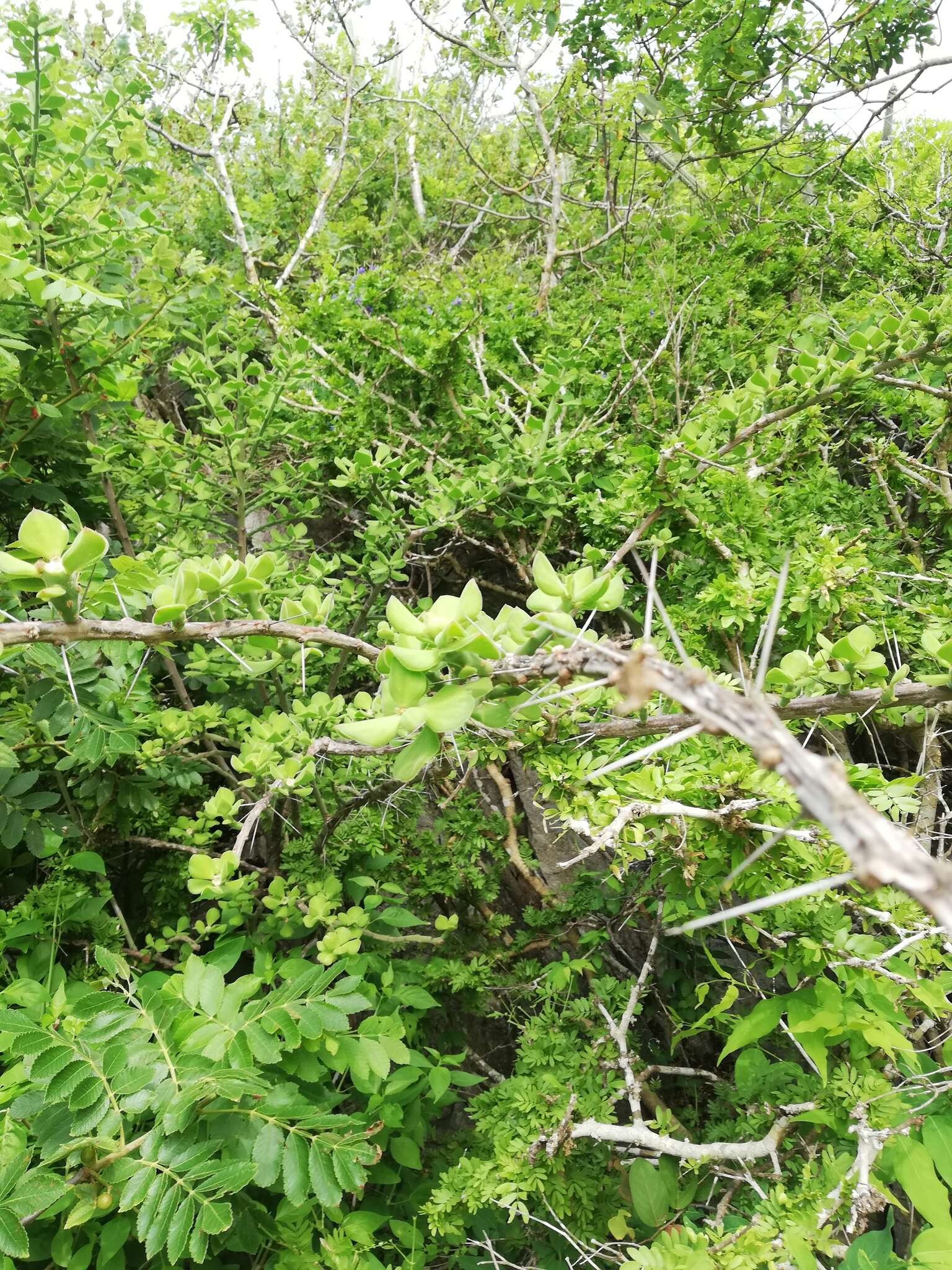 Image of Pereskiopsis rotundifolia (DC.) Britton & Rose