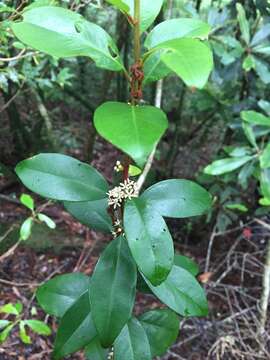 Image of Myrsine stolonifera (Koidz.) E. Walker