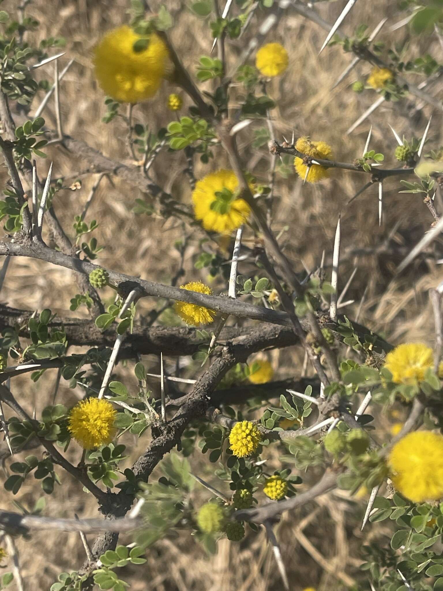 Image de Vachellia nebrownii (Burtt Davy) Seigler & Ebinger