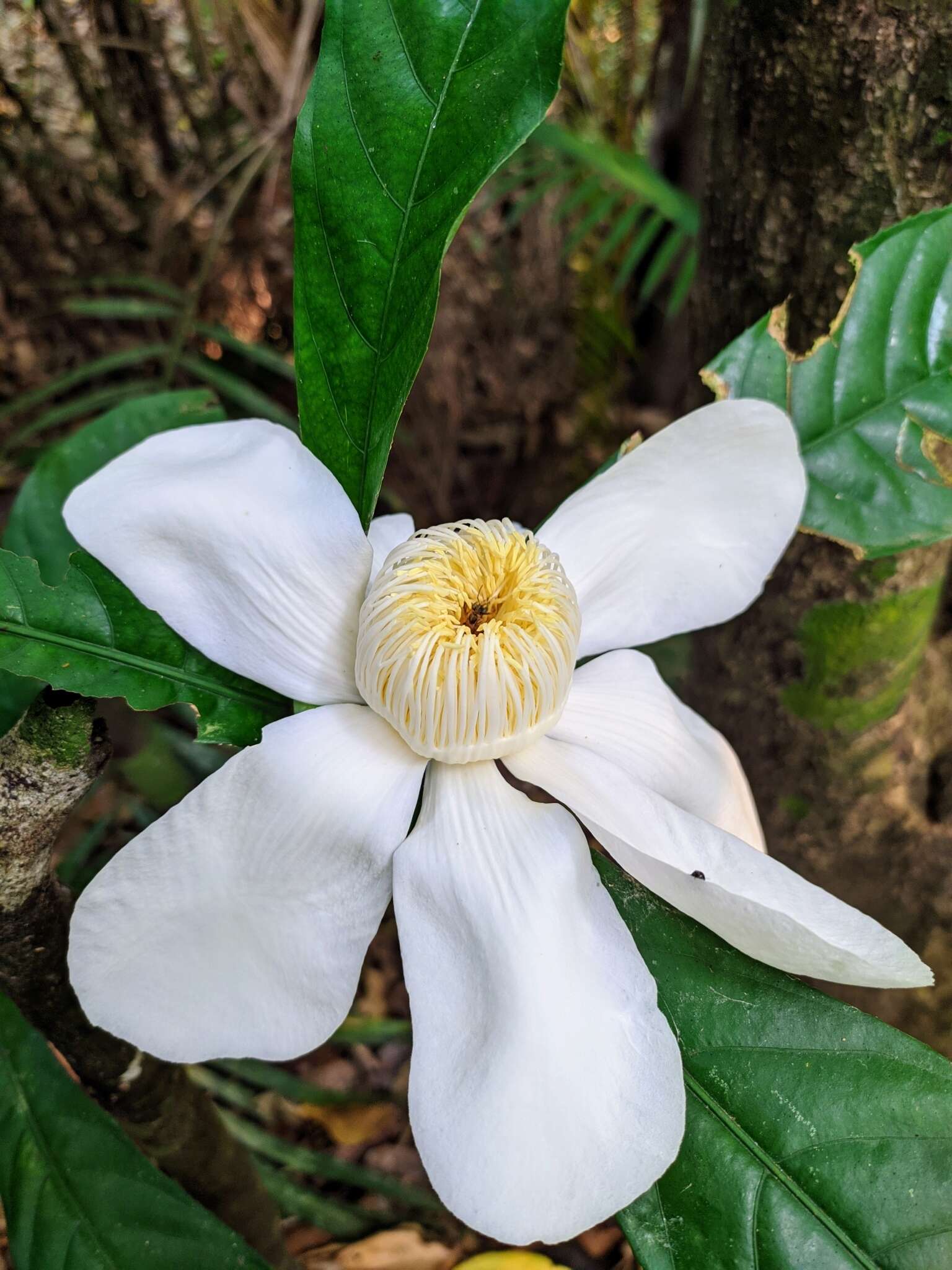 Image of Heaven Lotus