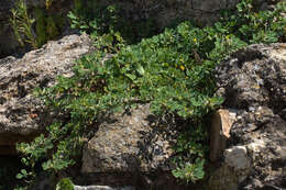 Image of hairy medick