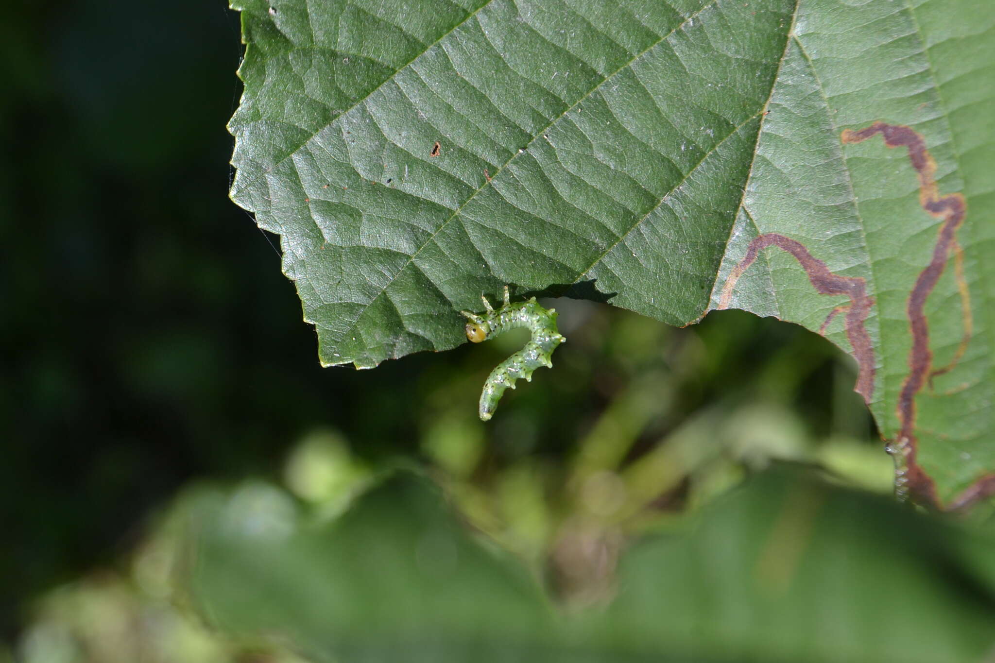 Image of <i>Nematus alniastri</i>