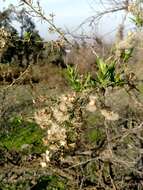 صورة Baccharis paniculata DC.