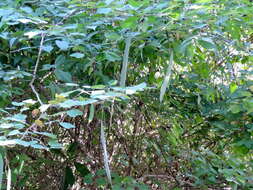 Plancia ëd Bauhinia pauletia Pers.