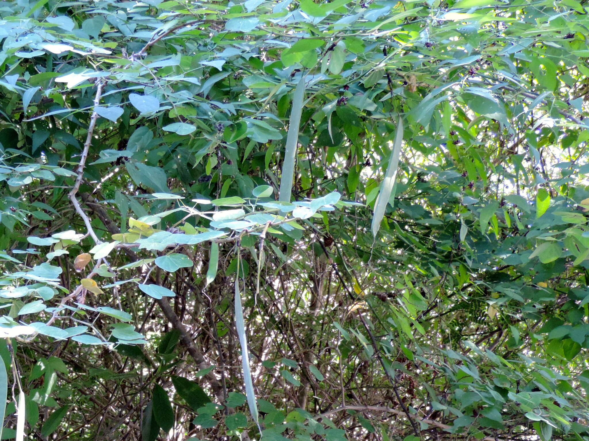 Plancia ëd Bauhinia pauletia Pers.