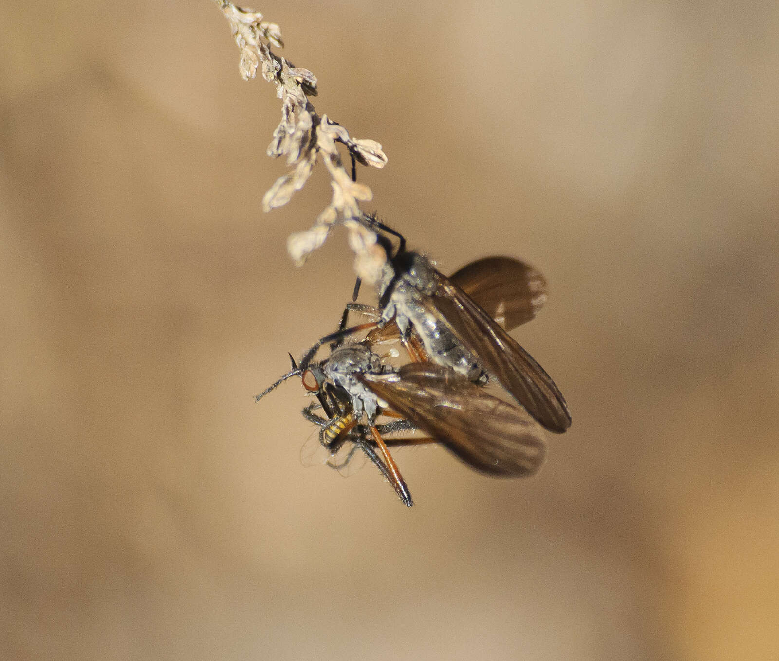 Imagem de Empis borealis Linnaeus 1758