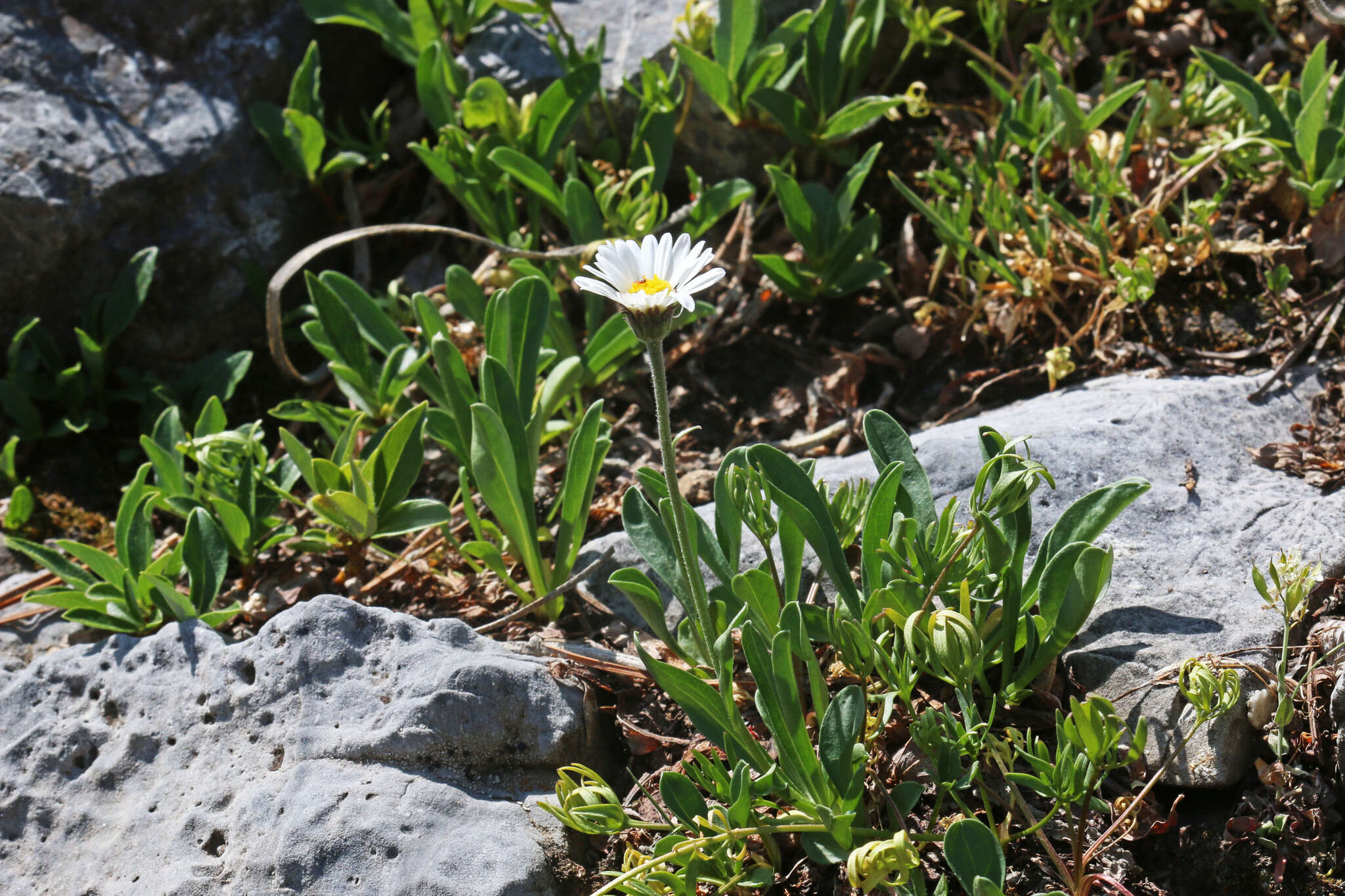 Image of Garrett's fleabane