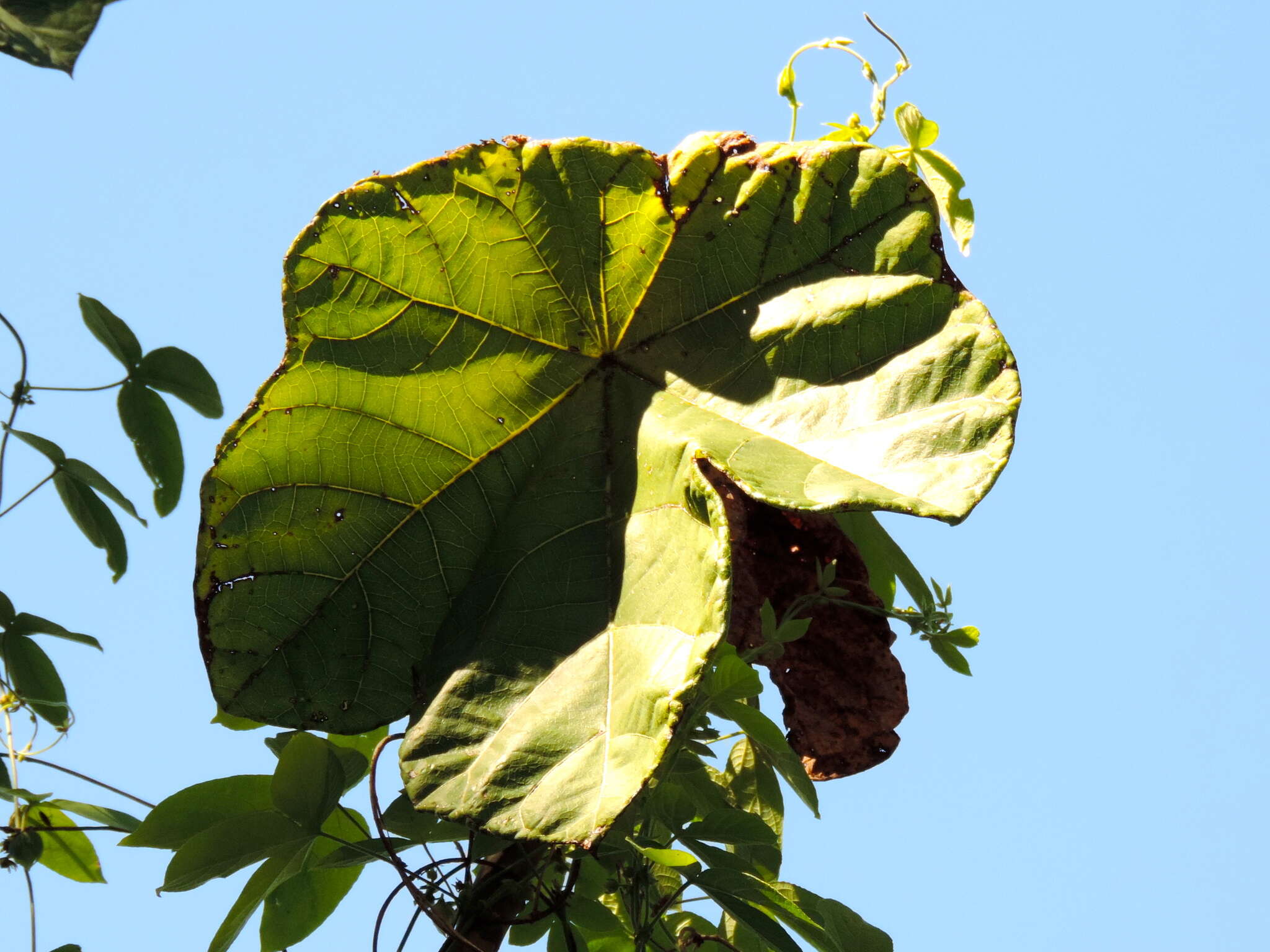 Image of Jatropha peltata Sessé