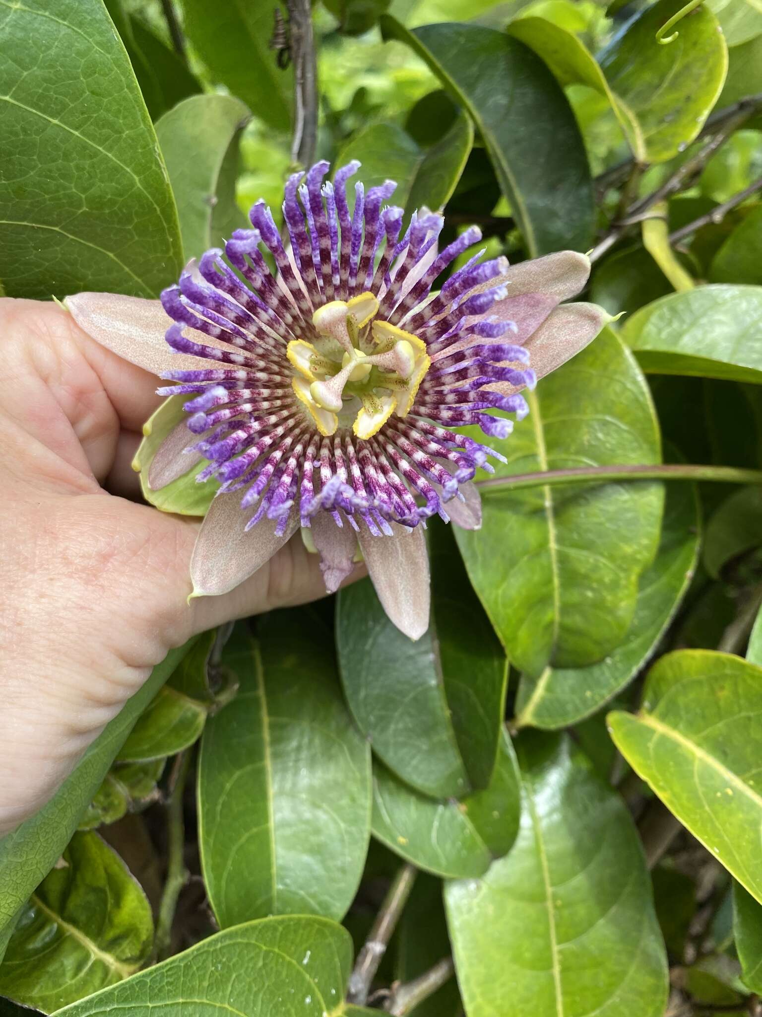 Image de Passiflora laurifolia L.