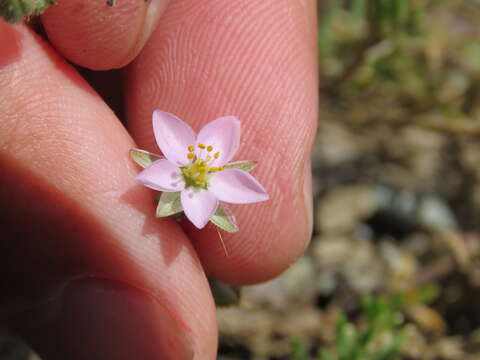 Image of Spergularia rupicola Le Jolis