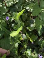 Image of Wood speedwell