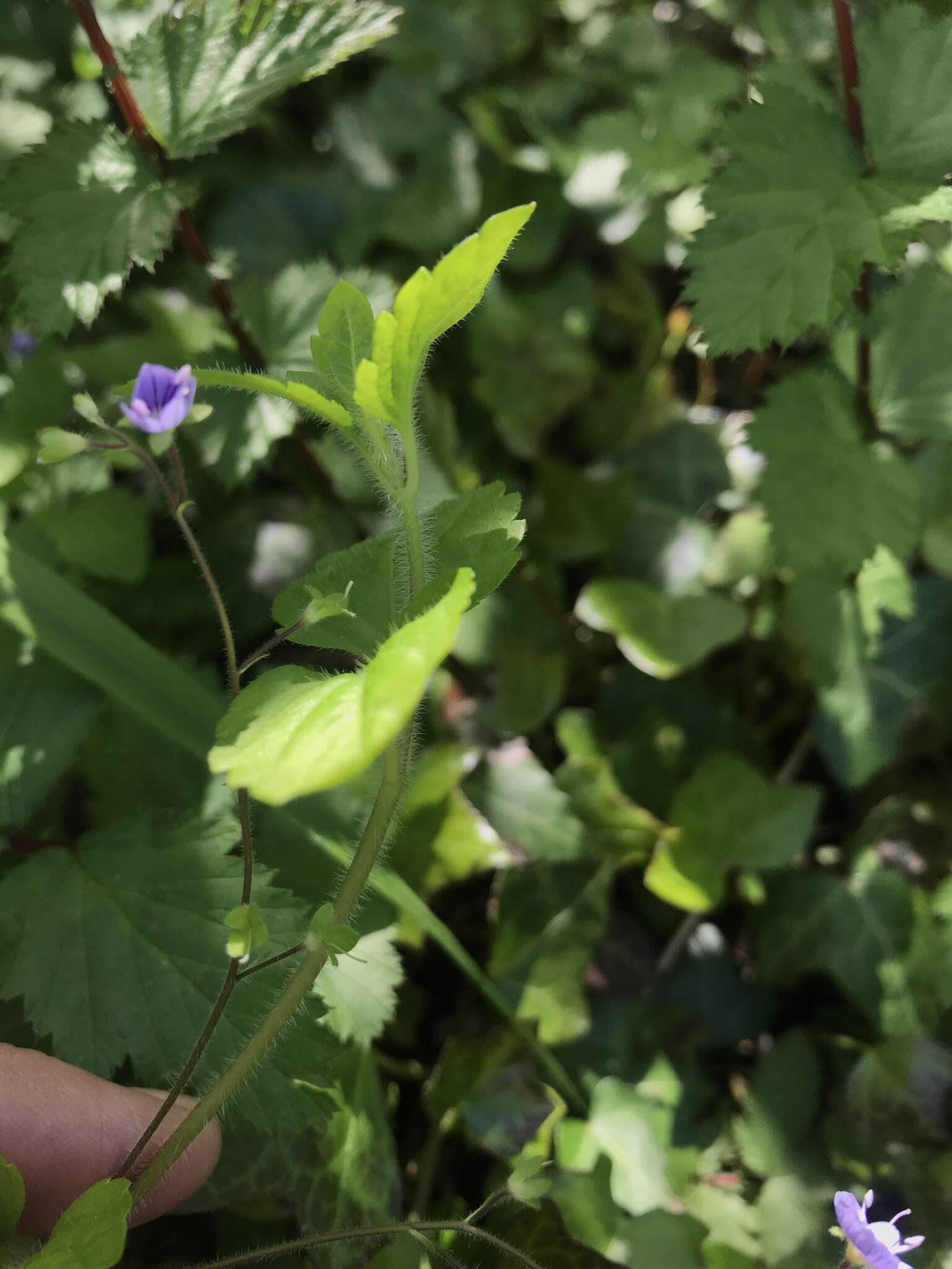 Image of Wood speedwell