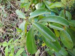 صورة Ardisia obovata Ham.