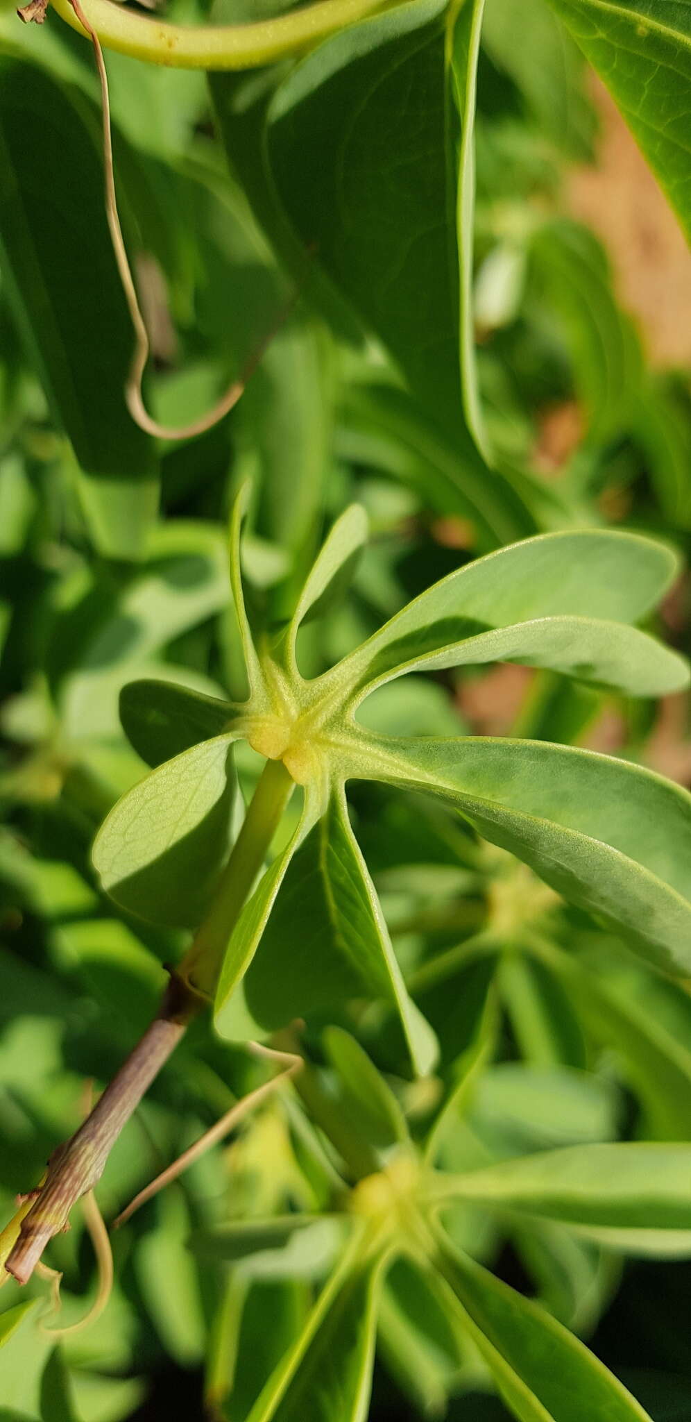 Image of desert rose