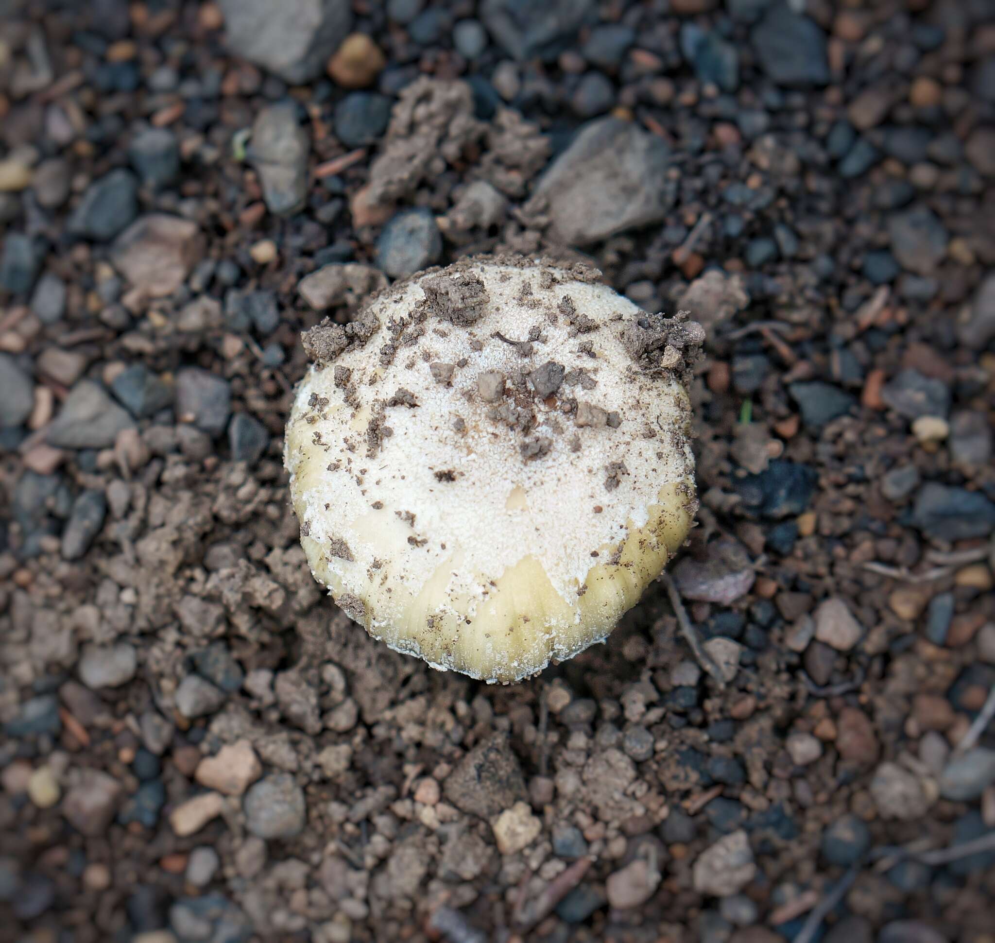 Image of Coprinellus bipellis (Romagn.) P. Roux, Guy García & Borgarino 2006