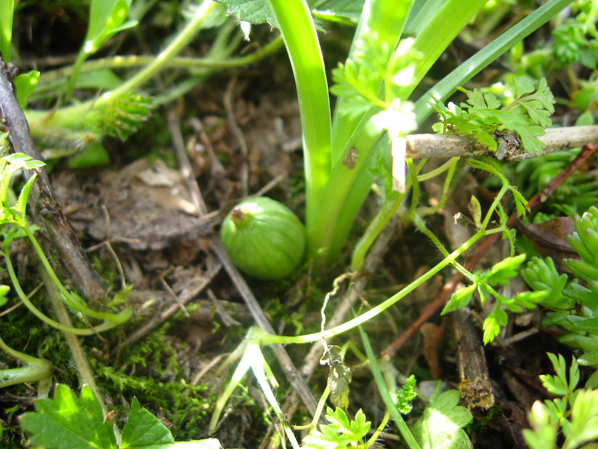 Image of Slender Sternbergia