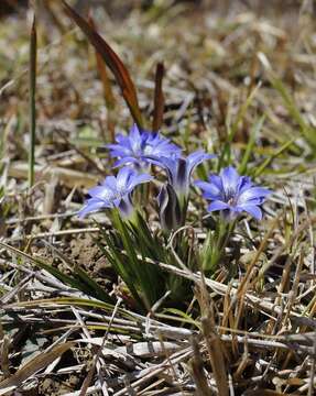 صورة Gentiana thunbergii var. thunbergii