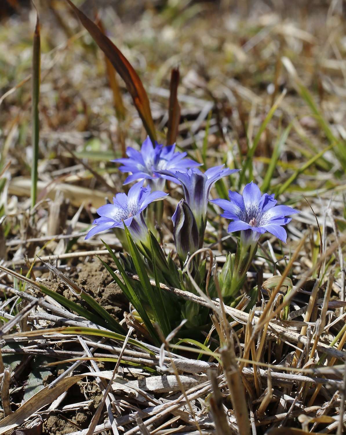 Image of Gentiana thunbergii var. thunbergii