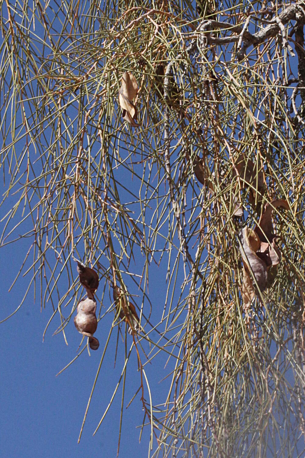 Acacia peuce F. Muell. resmi