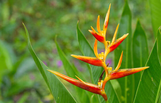 Image of Heliconia nickeriensis Maas & de Rooij