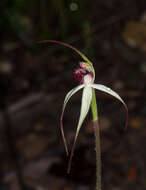 Image of Caladenia behrii Schltdl.