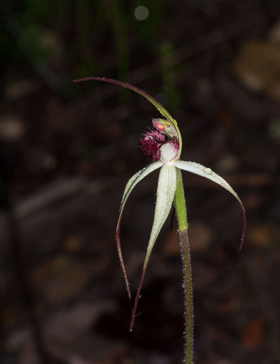 Image of Caladenia behrii Schltdl.