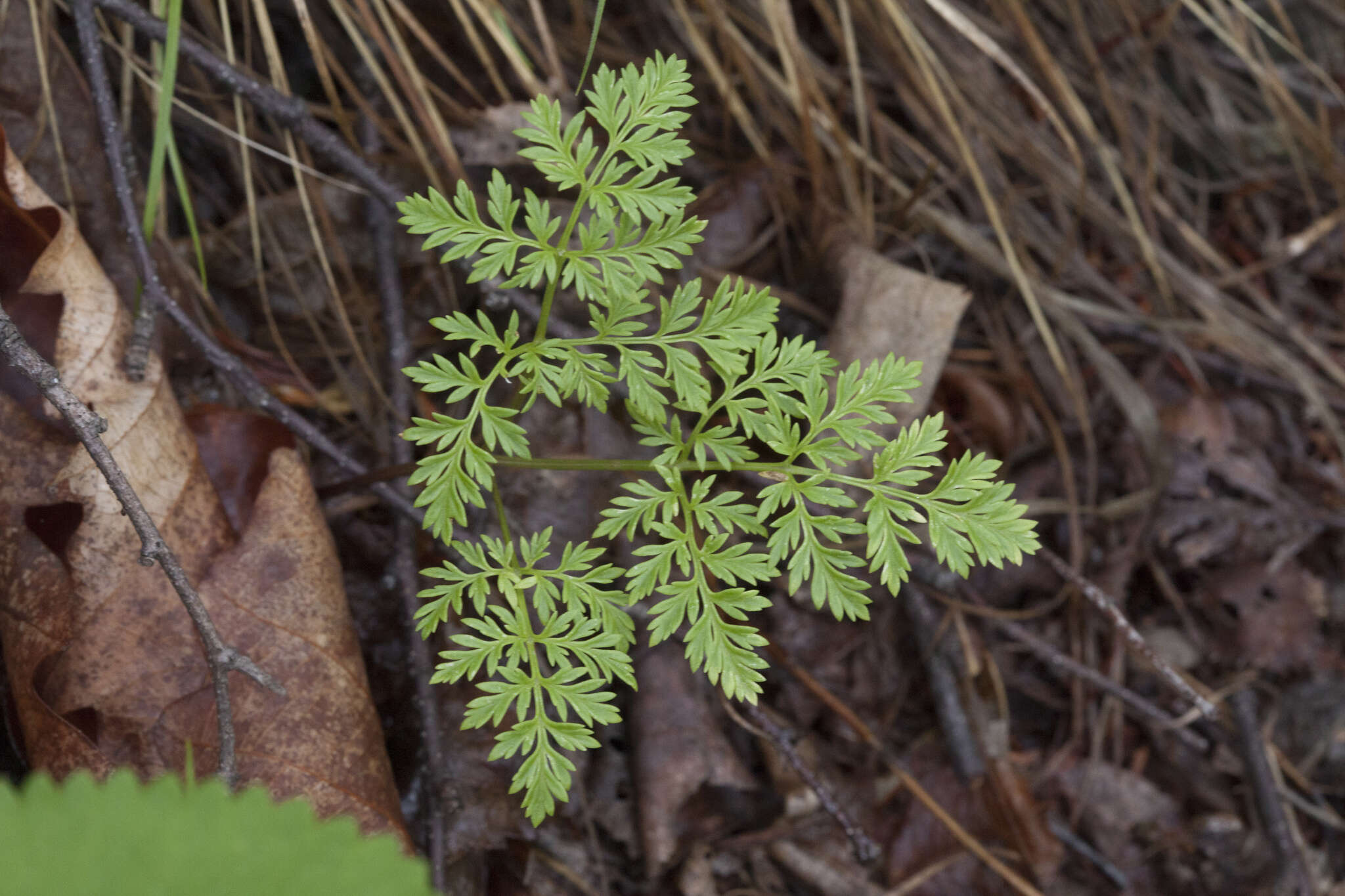 Image of Amur adonis