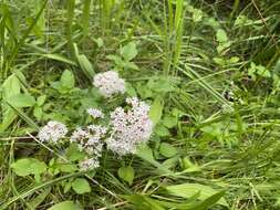 Image of Scouler's Valerian