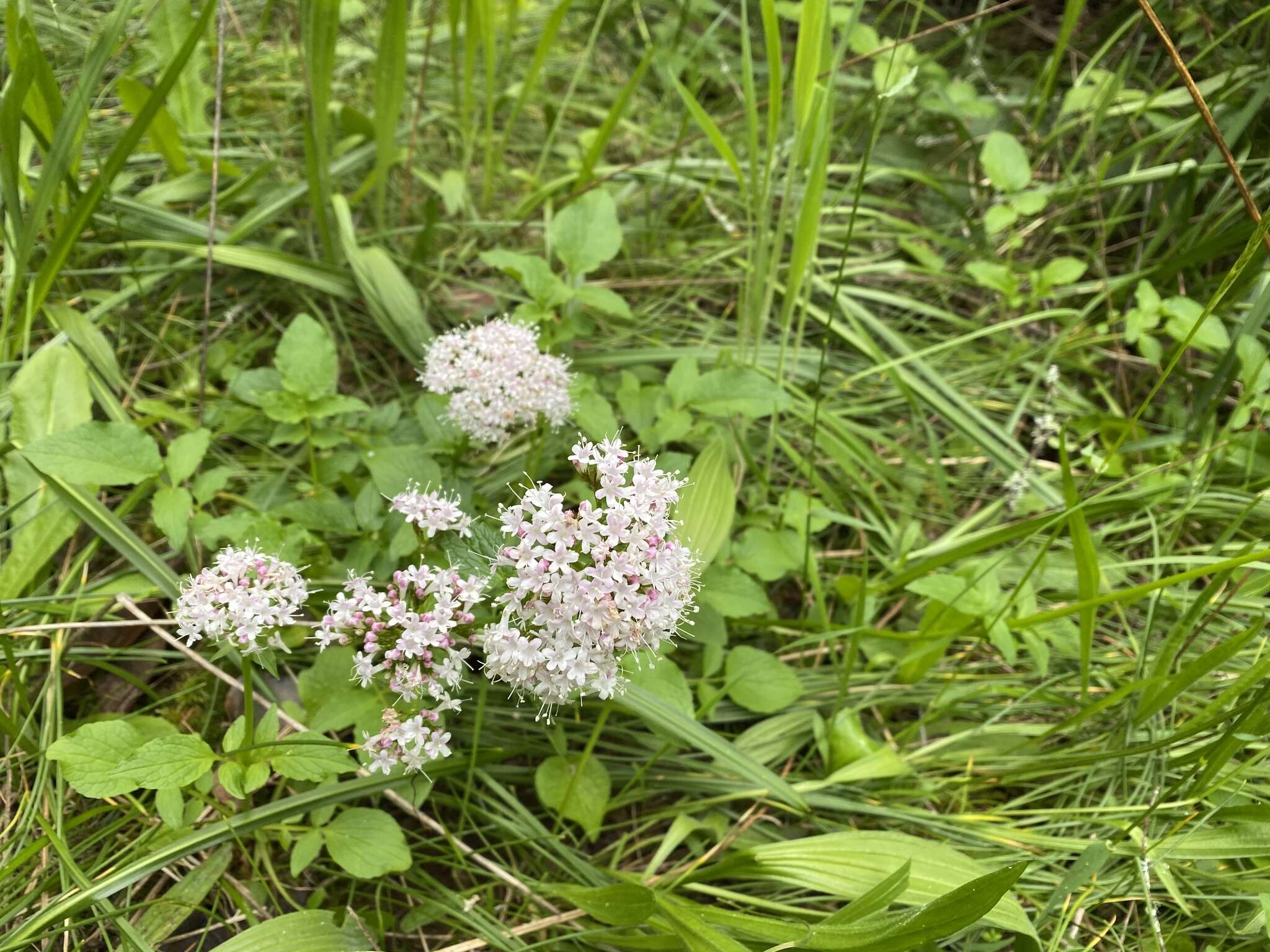 Image of Scouler's Valerian