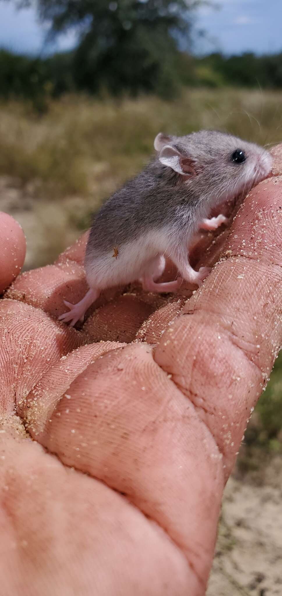 Image of florida mouse