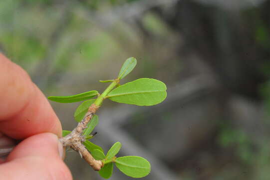 Image of Tabebuia myrtifolia (Griseb.) Britt.