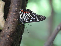 Image of Hestina assimilis formosana Moore 1896