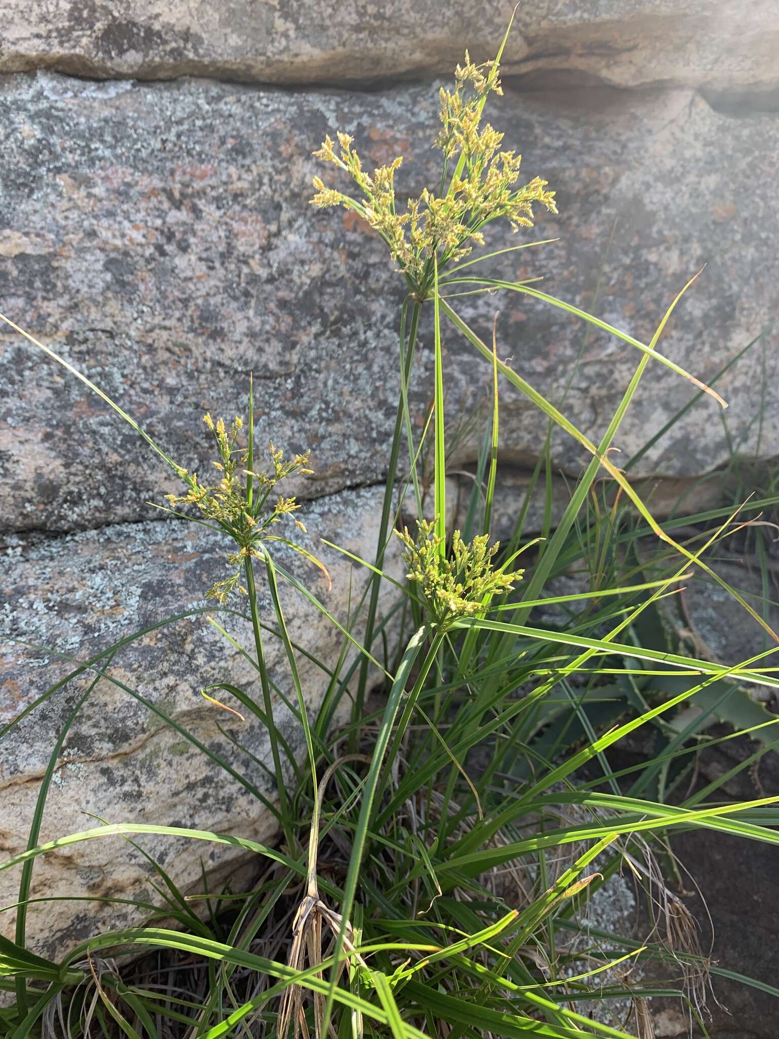 Image of Cyperus leptocladus Kunth