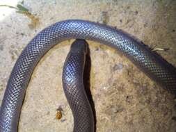 Image of Bibron’s Stiletto Snake