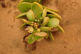 Image of Tetraena stapfii (Schinz) Beier & Thulin